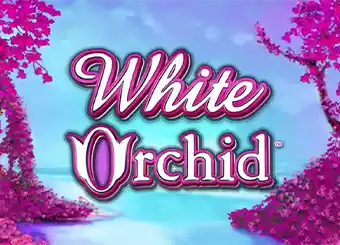 White Orchid
