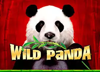 Wild Panda